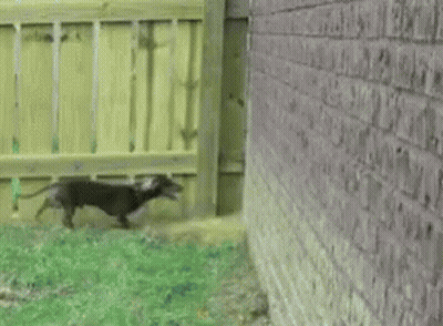 A Brick Wall With A Wooden Fence Between It And It GIF