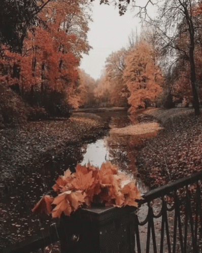 A Bridge Over A River With A Bunch Of Leaves On The Railing GIF