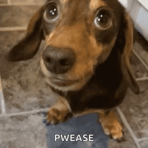 A Brown And Black Dachshund Is Standing On A Tiled Floor Looking Up At The Camera . GIF