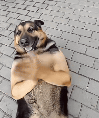A Brown And Black Dog Is Laying On A Brick Sidewalk With Its Arms Crossed GIF