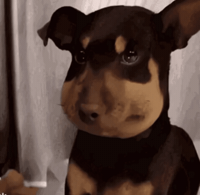 A Brown And Black Dog With A Big Nose GIF