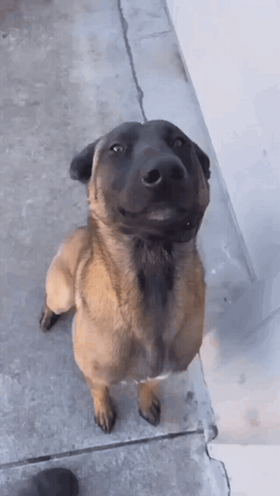 A Brown And Black Dog With A Mustache Is Standing On A Sidewalk Looking Up At The Camera . GIF
