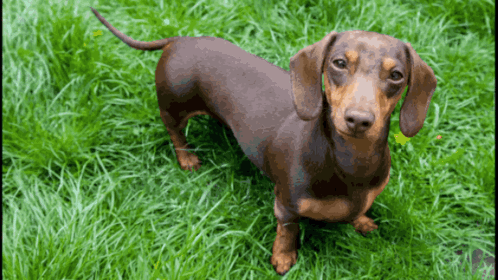 A Brown And Tan Dachshund Standing In The Grass Looking Up GIF