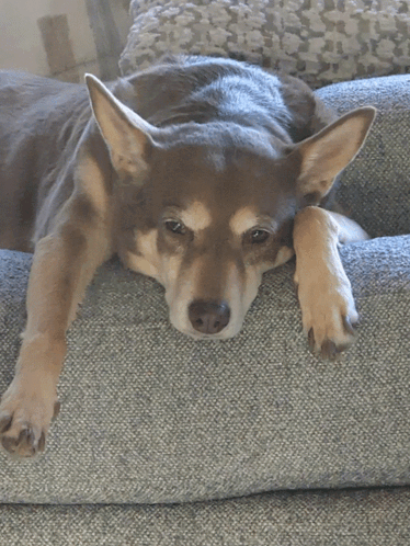 A Brown And Tan Dog Laying On A Couch With Its Head On Its Paw GIF