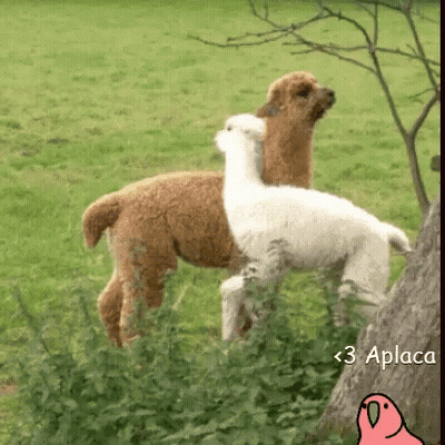 A Brown And White Alpaca Standing Next To Each Other In A Grassy Field With The Words < 3 Aplace > Below Them GIF