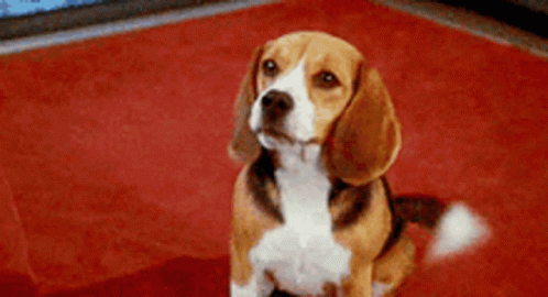 A Brown And White Beagle Dog Is Sitting On A Red Carpet Looking Up . GIF
