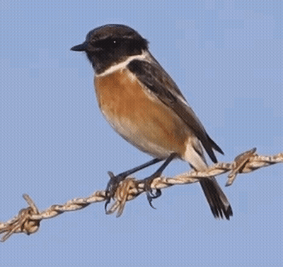 A Brown And White Bird Perched On A Barbed Wire Fence GIF