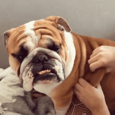 A Brown And White Bulldog Is Being Petted By A Person GIF