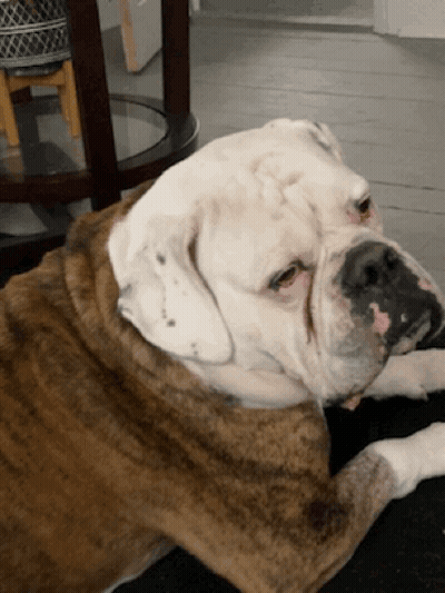 A Brown And White Bulldog Is Laying Down On A Table GIF
