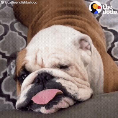 A Brown And White Bulldog Laying On A Couch With Its Tongue Sticking Out GIF