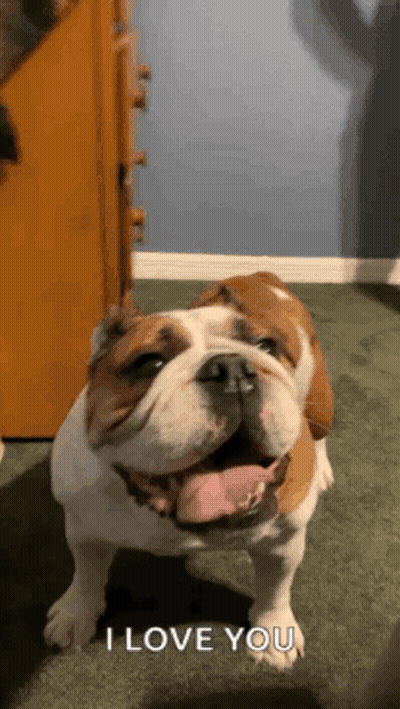 A Brown And White Bulldog Says I Love You With Its Tongue Out . GIF