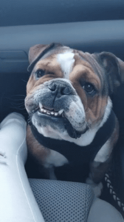A Brown And White Bulldog Wearing A Black Harness Is Sitting In A Car GIF