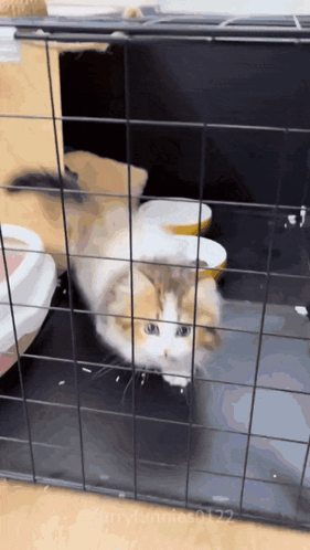 A Brown And White Cat In A Cage With The Number 2022 On The Bottom Of The Screen GIF