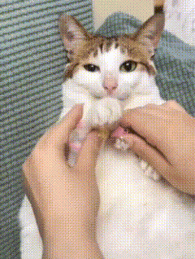 A Brown And White Cat Is Being Petted By A Person 'S Hands GIF