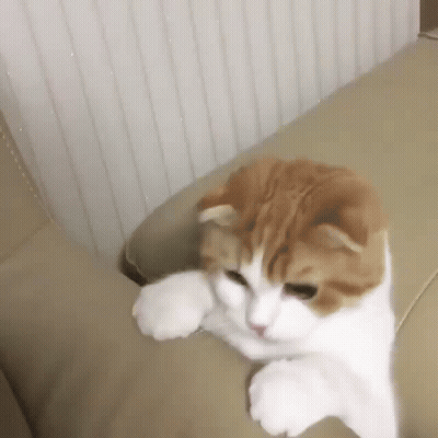 A Brown And White Cat Is Laying On A Couch . GIF