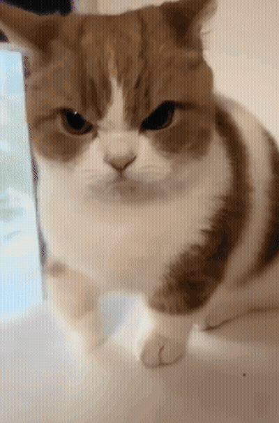 A Brown And White Cat Is Looking At The Camera With An Angry Look On Its Face GIF