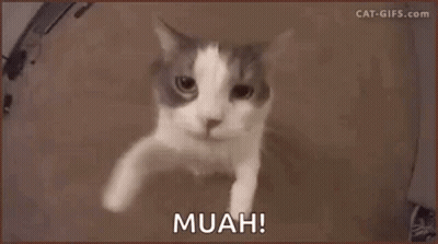 A Brown And White Cat Is Looking At The Camera With The Words Muah Written On The Bottom . GIF
