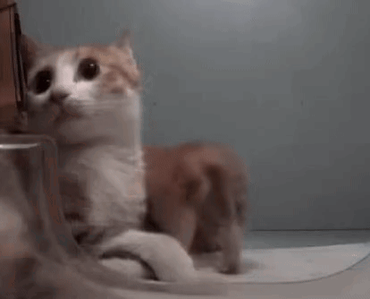 A Brown And White Cat Is Sitting Next To A Glass On A Table . GIF