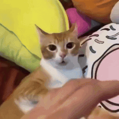A Brown And White Cat Is Sitting On A Person 'S Shoulder . GIF