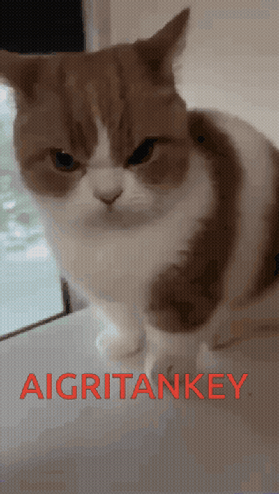 A Brown And White Cat Is Sitting On A Table With The Word Aigritankey Written In Red GIF
