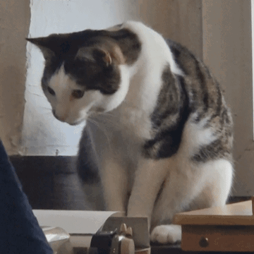 A Brown And White Cat Is Sitting On A Table GIF