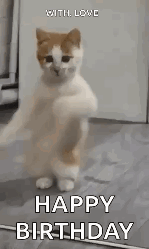 A Brown And White Cat Is Standing On Its Hind Legs And Dancing . GIF