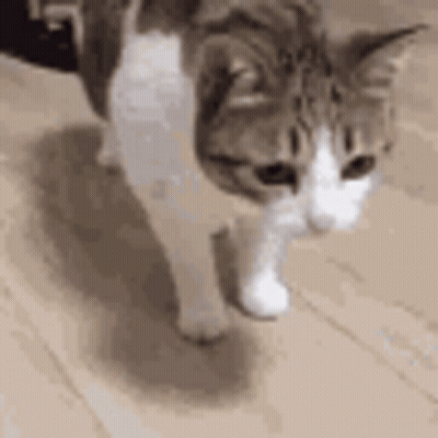 A Brown And White Cat Is Walking On A Wooden Floor And Looking At The Camera . GIF
