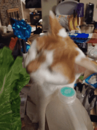 A Brown And White Cat Standing Next To A Bottle That Has A Blue Cap GIF