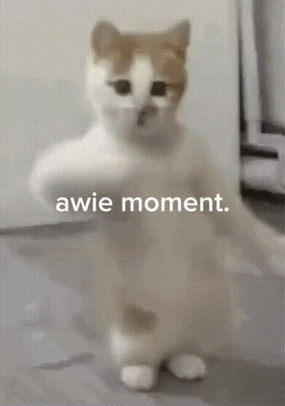 A Brown And White Cat Standing On Its Hind Legs With The Words " Awie Moment " Written Below It GIF