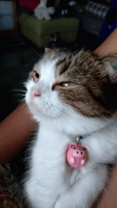 A Brown And White Cat With A Pink Pig Pendant On Its Neck GIF