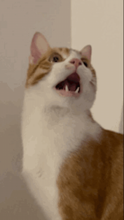 A Brown And White Cat With Its Mouth Wide Open GIF