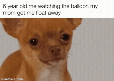 A Brown And White Chihuahua With A Caption That Says 6 Year Old Me Watching The Balloon My Mom Got Me Float Away GIF