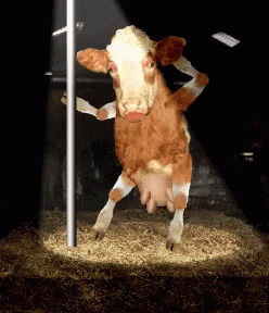 A Brown And White Cow Standing On Its Hind Legs In A Cage GIF