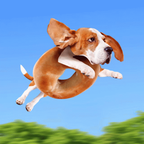 A Brown And White Dog Is Jumping Through The Air GIF