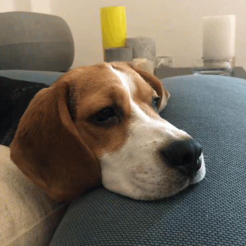 A Brown And White Dog Is Laying Down On A Couch GIF