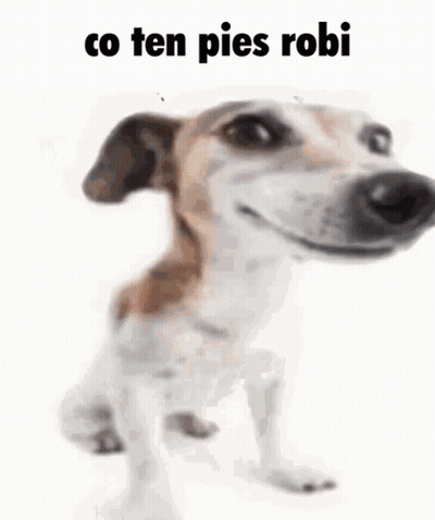A Brown And White Dog Is Laying Down On A White Surface With The Words `` Co Ten Pies Robi '' Written Above It . GIF
