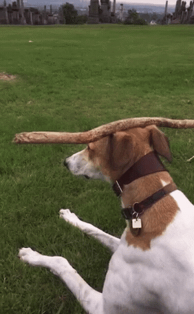 A Brown And White Dog Is Laying In The Grass With A Stick On Its Head GIF