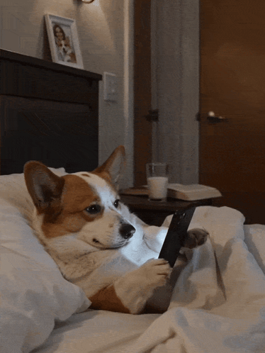 A Brown And White Dog Is Laying On A Bed Using A Cell Phone GIF