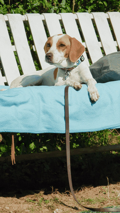 A Brown And White Dog Is Laying On A Blue Blanket On A Bench GIF