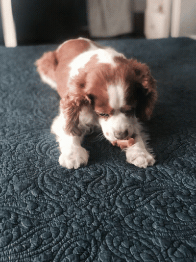 A Brown And White Dog Is Laying On A Blue Quilt GIF