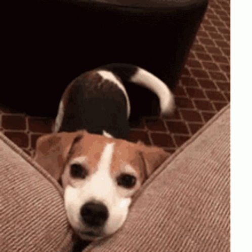 A Brown And White Dog Is Laying On A Couch Next To A Person 'S Legs . GIF