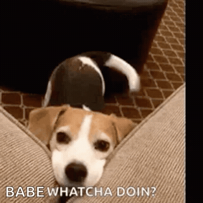 A Brown And White Dog Is Laying On A Couch With The Words `` Babe Whatcha Doin '' Written Above It . GIF