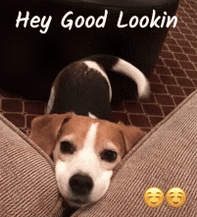 A Brown And White Dog Is Laying On A Couch With The Words Hey Good Lookin Above It GIF