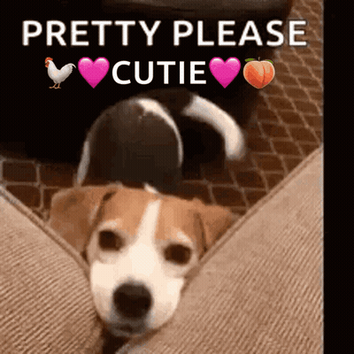 A Brown And White Dog Is Laying On A Couch With The Words Pretty Please Cutie Above It GIF