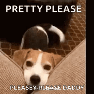 A Brown And White Dog Is Laying On A Couch With The Words `` Pretty Please Please Please Daddy '' Written Above It . GIF