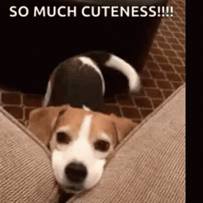 A Brown And White Dog Is Laying On A Couch With The Words `` So Much Cuteness '' Written Above It . GIF