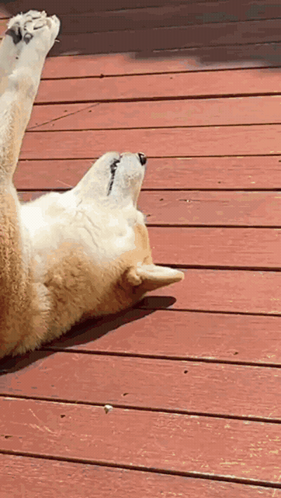 A Brown And White Dog Is Laying On Its Back On A Wooden Deck . GIF