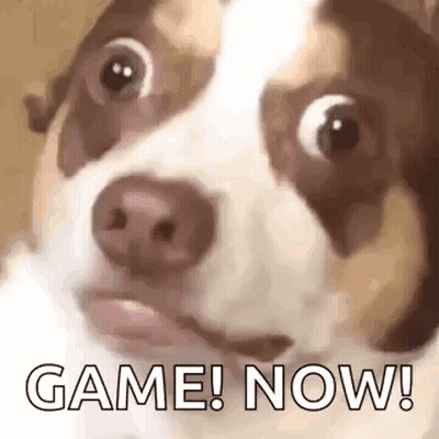 A Brown And White Dog Is Looking At The Camera With The Words `` Game Now '' Written On Its Face . GIF