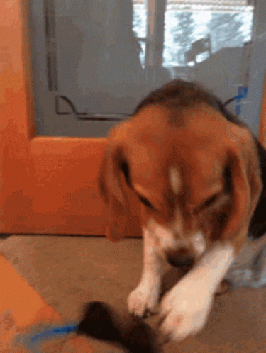 A Brown And White Dog Is Playing With A Toy On The Floor GIF