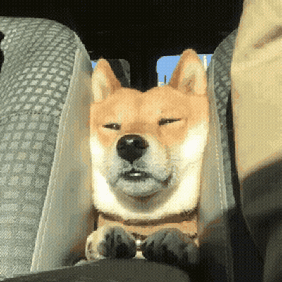 A Brown And White Dog Is Sitting In A Car Seat With Its Eyes Closed GIF